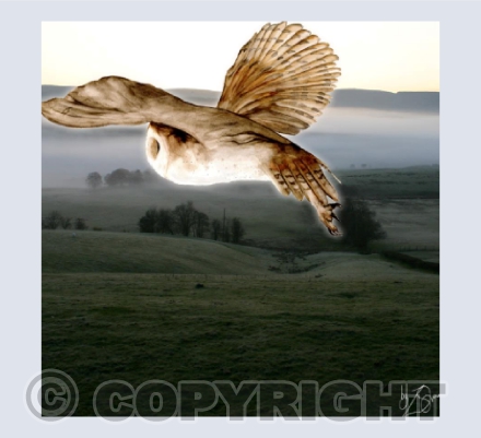 'All Souls Owl' St Harmon, Mid-Wales