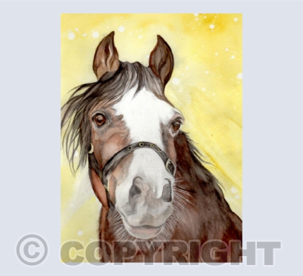 'DANNY' Welsh Cob