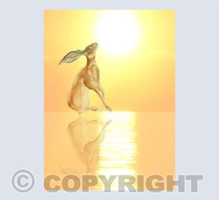 SUNDANCE HARE