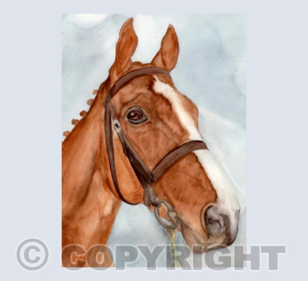 'DREAM ALLIANCE' Thoroughbred