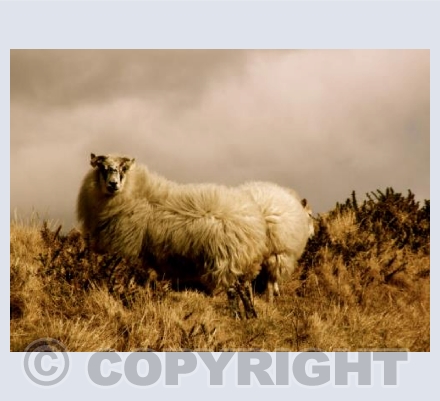 'WILD AND WOOLLY''