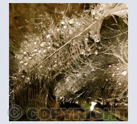 DEW JEWELS