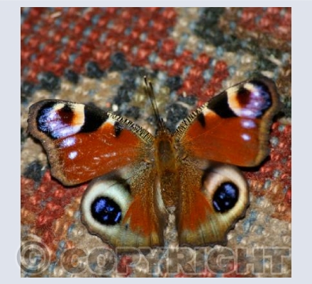 BUTTERFLY