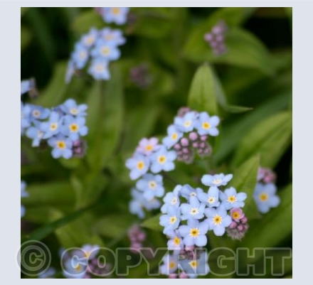 FORGET ME NOT