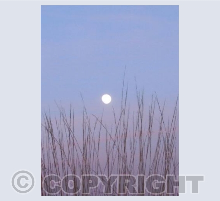 PINK MOON