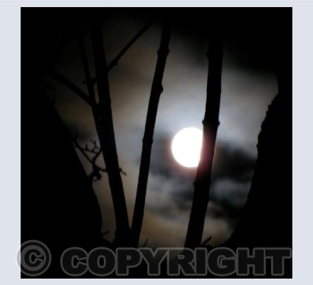 MAGIC NIGHT