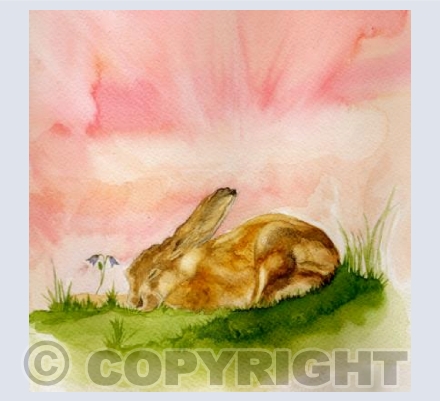 'HAREBELL DREAMS'