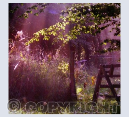 COBWEBS at DAWN Llidiartywaun, Llanidloes 