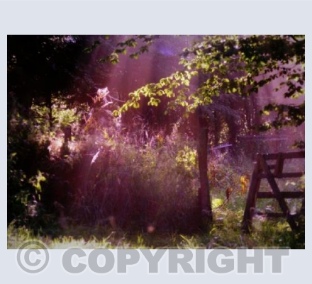 COBWEBS at DAWN Llidiartywaun, Llanidloes