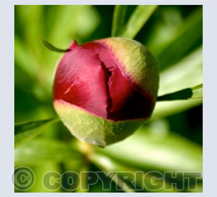 PEONY
