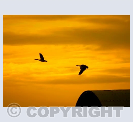 WILD GOOSE