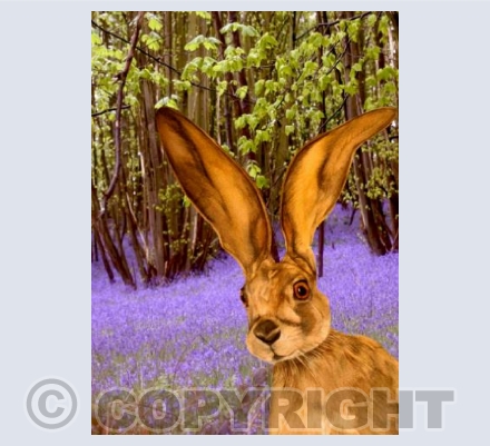 MELANGELL'S HARE (in the bluebells!) by Zoe Spencer