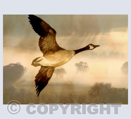 WILD GOOSE