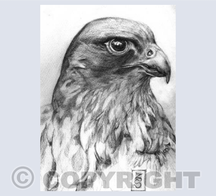 PEREGRINE FALCON pencil study