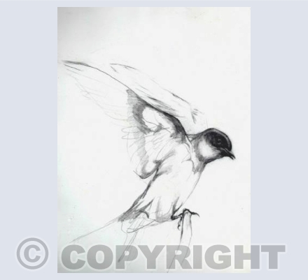 'LITTLE WING'