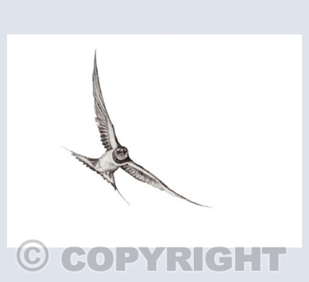  SWALLOW pencil sketch by Zoe Spencer