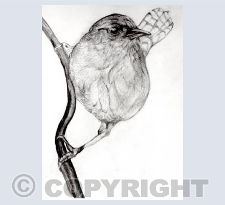 JENNY WREN