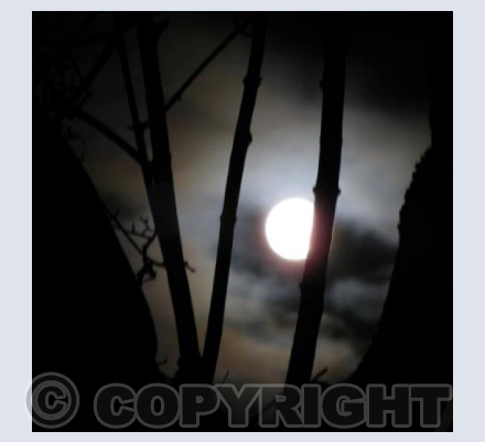 MAGIC NIGHT