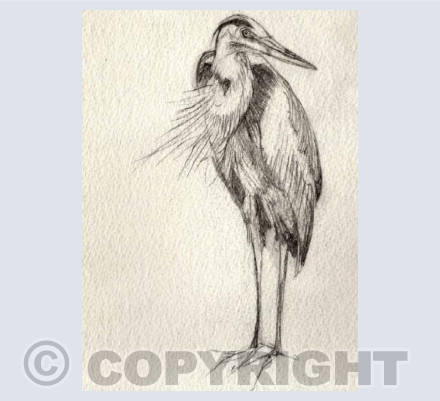 HERON WAIT