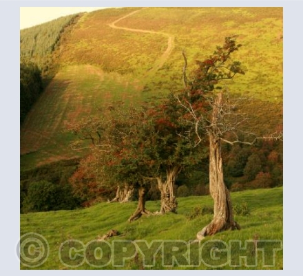 TYLWCH THORN