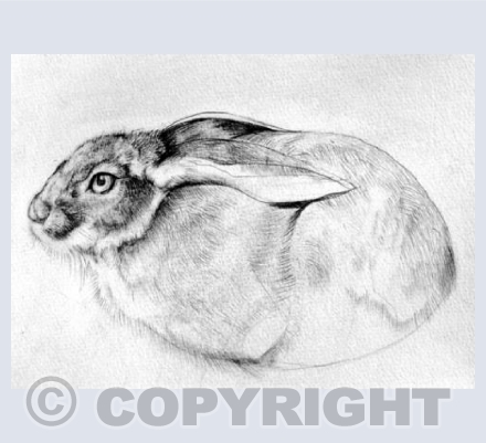 PEBBLE HARE