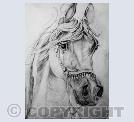 CENZIO - ARABIAN STALLION