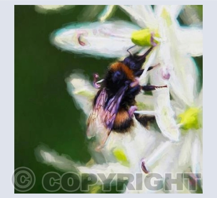 Summer bee