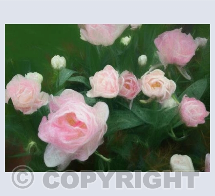 Bed of roses