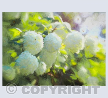 Soft white blooms