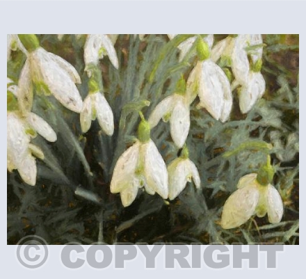 Snowdrops