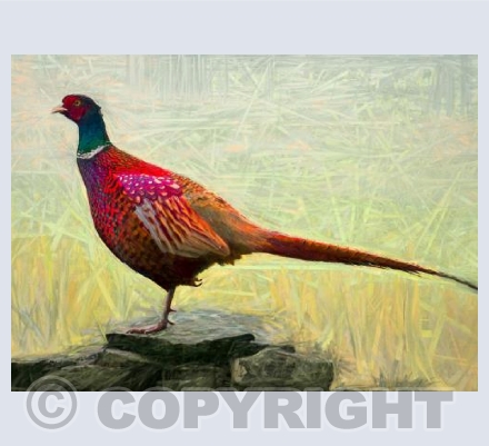 Pleasant pheasant