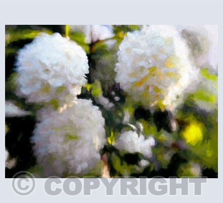 Big blowsy blooms