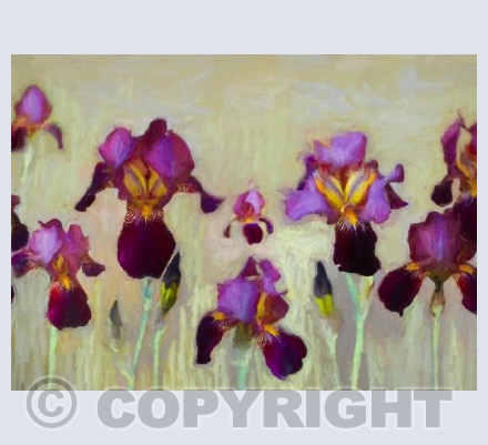 Iris border