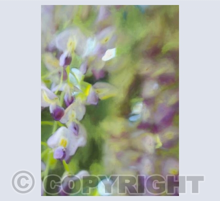 Under wisteria