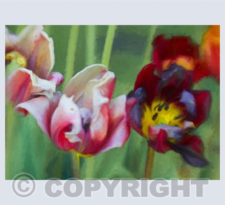 Bright tulips