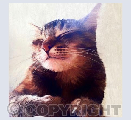 Cat that got the cream