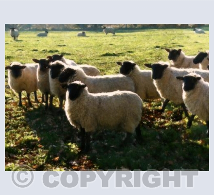 Flock
