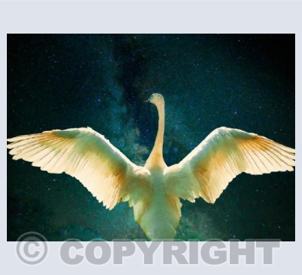 Cygnus