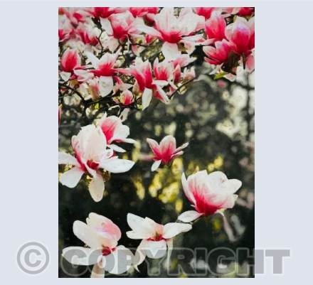 Blooming Magnolia