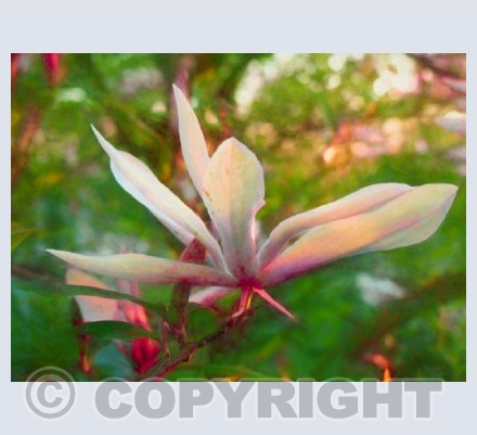 Magnolia