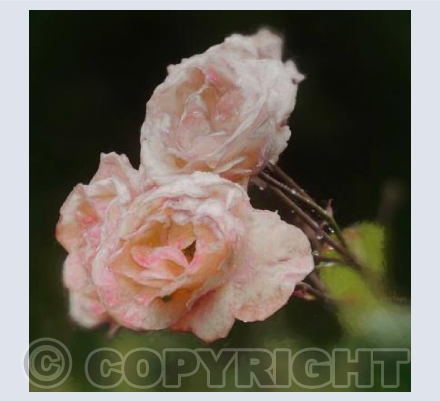 Blush roses