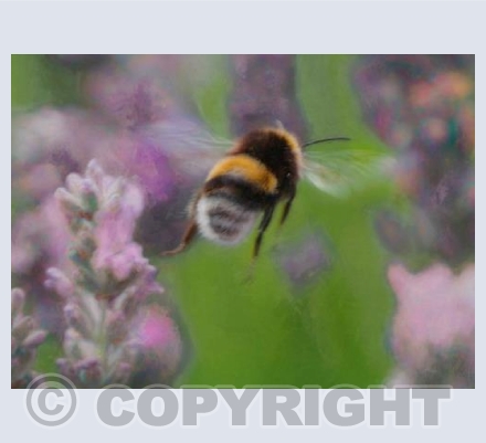 Bee in lavender