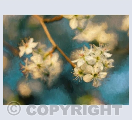 White blossom on blue
