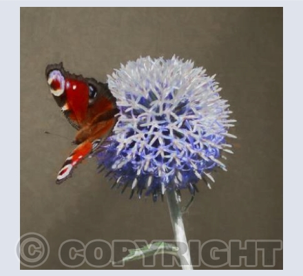 The peacock has landed