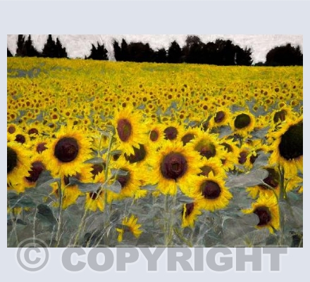 Sunflower field