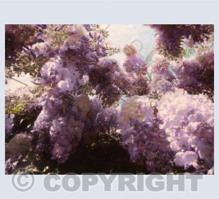 May wisteria
