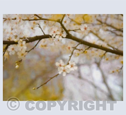 Golden springtime