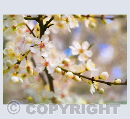 Joyful blossom