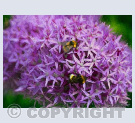 Bees in the alliums