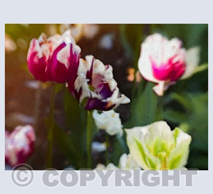 Tulip patch